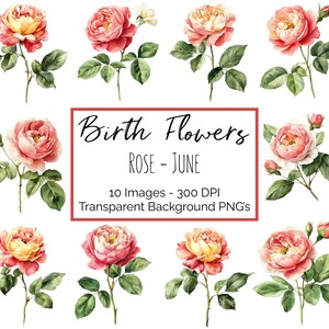Rose des cliparts PNG | fleur juin mois de naissance | 10 PNG floraux roses | Fond transparent | 300 ppp en téléchargement numérique