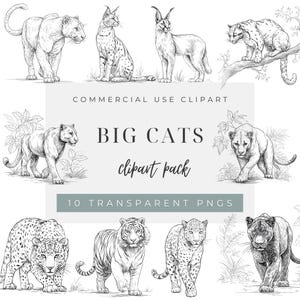 Peut inclure: Une collection numérique de dix illustrations au trait en noir et blanc représentant divers grands félins, dont des tigres, léopards et lynx, avec le texte COMMERCIAL USE CLIPART BIG CATS clipart pack 10 TRANSPARENT PNGS au centre.