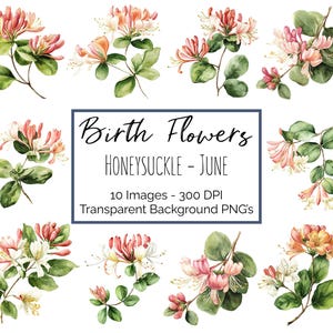 Clipart de chèvrefeuille PNG | fleur juin mois de naissance | 10 fleurs de chèvrefeuille | Fond transparent | 300 ppp en téléchargement numérique
