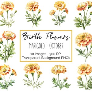 Clipart de souci PNG | fleur Octobre mois de naissance | 10 PNG floraux souci | Fond transparent | 300 ppp en téléchargement numérique