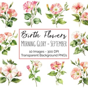 Gloire du Matin Clipart PNG | Fleur Septembre mois de naissance | 10 fleurs de gloire du matin | Fond transparent | 300 ppp en téléchargement numérique