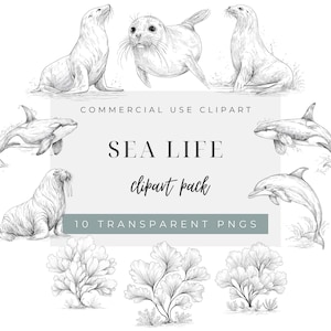 Op de afbeelding: Een digitale collectie van zwart-wit lijntekeningen met zeedieren zoals zeehonden, een orka, een walrus, een dolfijn en koraal. De tekst luidt COMMERCIAL USE CLIPART, SEA LIFE, clipart pack en 10 TRANSPARENT PNGS.