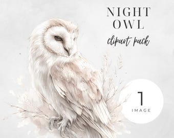 Image clipart belle chouette de nuit, élégante chouette effraie des cloches PNG, illustration d'animaux de la forêt, illustration réaliste de style oiseau de proie