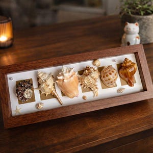 Puede incluir: Un marco de madera oscura con una exhibición de conchas marinas. Las conchas están dispuestas sobre rectángulos beige individuales contra un fondo blanco. También se incluye una estrella de mar y pequeñas conchas.