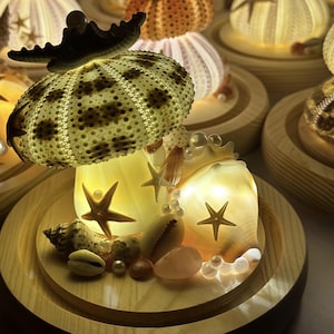 Puede incluir: Lámparas decorativas de conchas de erizo de mar con estrellas de mar y conchas. Las lámparas están iluminadas desde dentro, creando un brillo cálido y acogedor. Las lámparas están sobre bases de madera, perfectas para decoración costera.