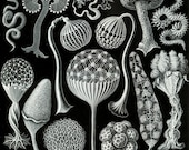 Funghi-nero e bianco arte-storia naturale-Home Decor-Art Treasures-Art Deco-1900