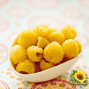 May include: A white ceramic bowl filled with fresh yellow raspberries. The raspberries have a textured, bumpy surface and a vibrant golden-yellow color. In the bottom right corner, there is a sunflower graphic with the text Utichusniah.
