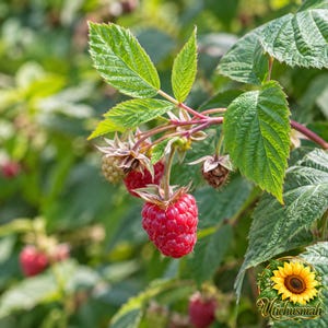May include: A cluster of ripe red raspberries hanging from a green stem with serrated leaves. One prominent raspberry is fully developed and bright red, while others are smaller or partially formed. A sunflower logo is in the corner.