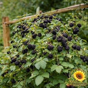 May include: A blackberry bush laden with numerous ripe, dark purple to black berries and vibrant green leaves. The plant is supported by a wooden structure, and a small sunflower graphic with the text Utichusniah is in the corner.