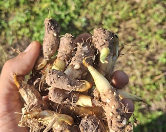 Pink Tuberose Bulbs (Agave amica) — Fresh Garden Bulbs — Nardo Rosado — Grow Your Own Fragrant Flowers