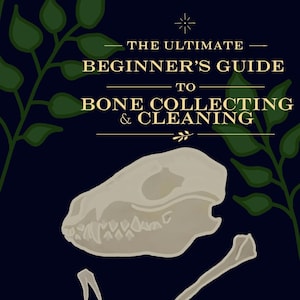 Könnte beinhalten: Eine digitale Illustration auf dunkelblauem Hintergrund mit einem beigen Tierschädel, einem kleinen Zahn und einem langen Knochen. Der Text lautet THE ULTIMATE BEGINNER'S GUIDE TO BONE COLLECTING & CLEANING. Grüne Blattzweige rahmen das Bild ein.
