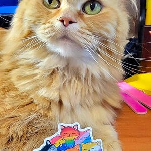 Pride Cat Sticker, Rainbow Cat, LGBTQIA+ Pride Flag Cat Vinyl Decal Sticker, Bi, Trans, Ace, Lesbian, Pan, Nonbinary, Rainbow Flag, Purrfect image 3