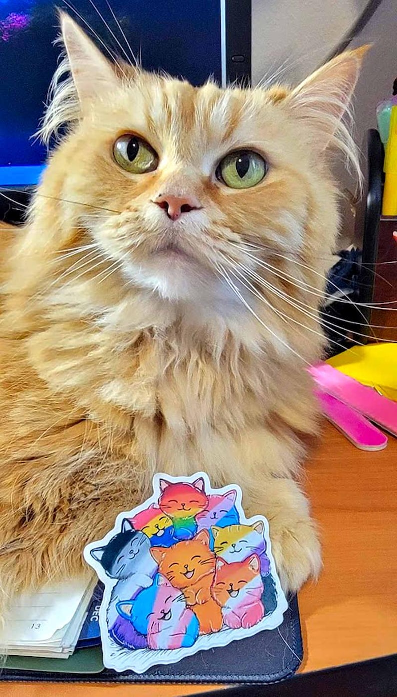Pride Cat Sticker, Rainbow Cat, LGBTQIA+ Pride Flag Cat Vinyl Decal Sticker, Bi, Trans, Ace, Lesbian, Pan, Nonbinary, Rainbow Flag, Purrfect image 3