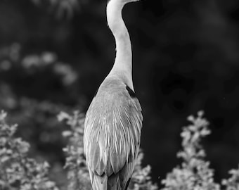 Grey Heron Nature Photography Digital Download – Black and White Bird Poster, Nature Wall Art, Minimalist Office Decor
