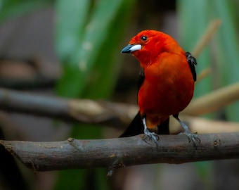 Red Bird Wall Art - Nature Photography Poster, Digital Download, Exotic Bird Art Print, Wall Decor for Living Room & Office