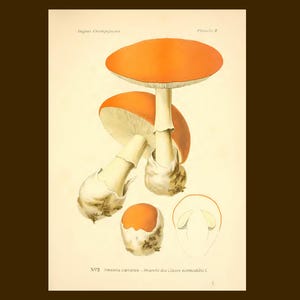 Amanita Caesarea Caesar's Mushroom Vintage Print | 1891 Botanical Art | Digital Download | Cottagecore Kitchen Decor
