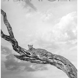 May include: Monochrome image of a leopard lying on a tree branch. The word "AFRICA" is at the top, with "iconic" below it. The word "SAFARI" is at the bottom, with "Okavango Delta | Botswana" below it.