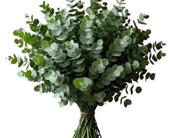 Dried Eucalyptus Stems, 17" Natural Hanging Eucalyptus Leaves, Real Branches for Shower, Vase Filler, Wedding, Bathroom & Home Decor