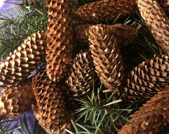 Spruce Cones Pine Cones Forest Northern California Redwood Big Trees Holiday Ornaments Decorations