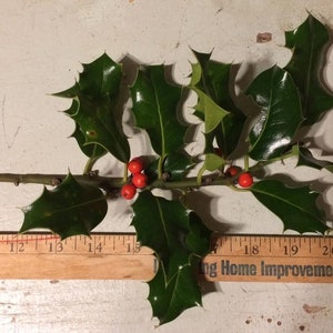 Live Holly Branches Half Pound Berries Pieces Holiday Decorations Wreath Garland Center Piece image 2