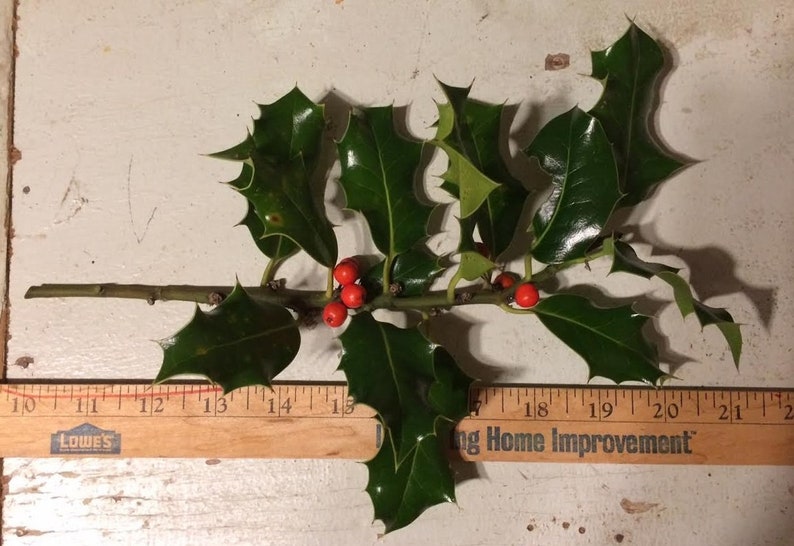 Live Holly Branches Half Pound Berries Pieces Holiday Decorations Wreath Garland Center Piece image 2