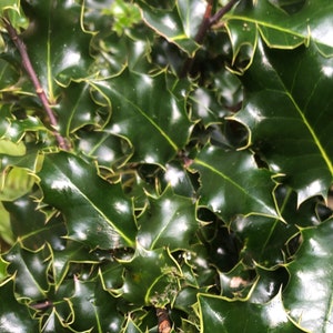 Live Holly Branches Half Pound Berries Pieces Holiday Decorations Wreath Garland Center Piece image 1