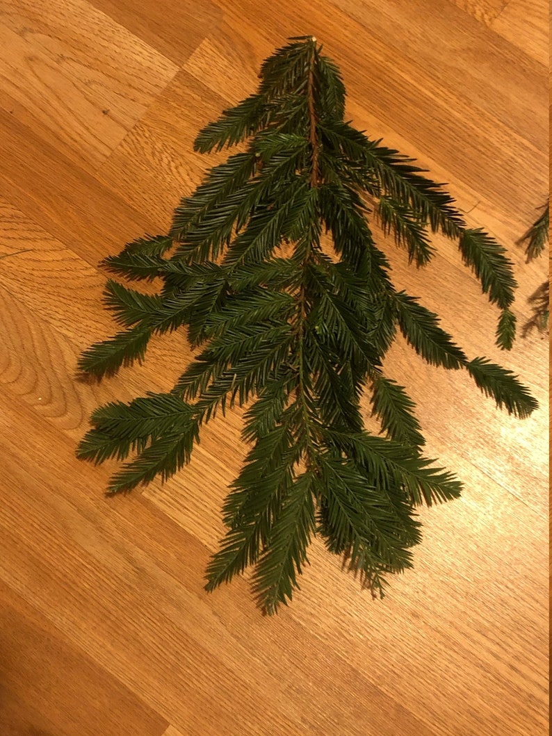 Fresh Cut Live Redwood Branches Northern California Redwood Etsy