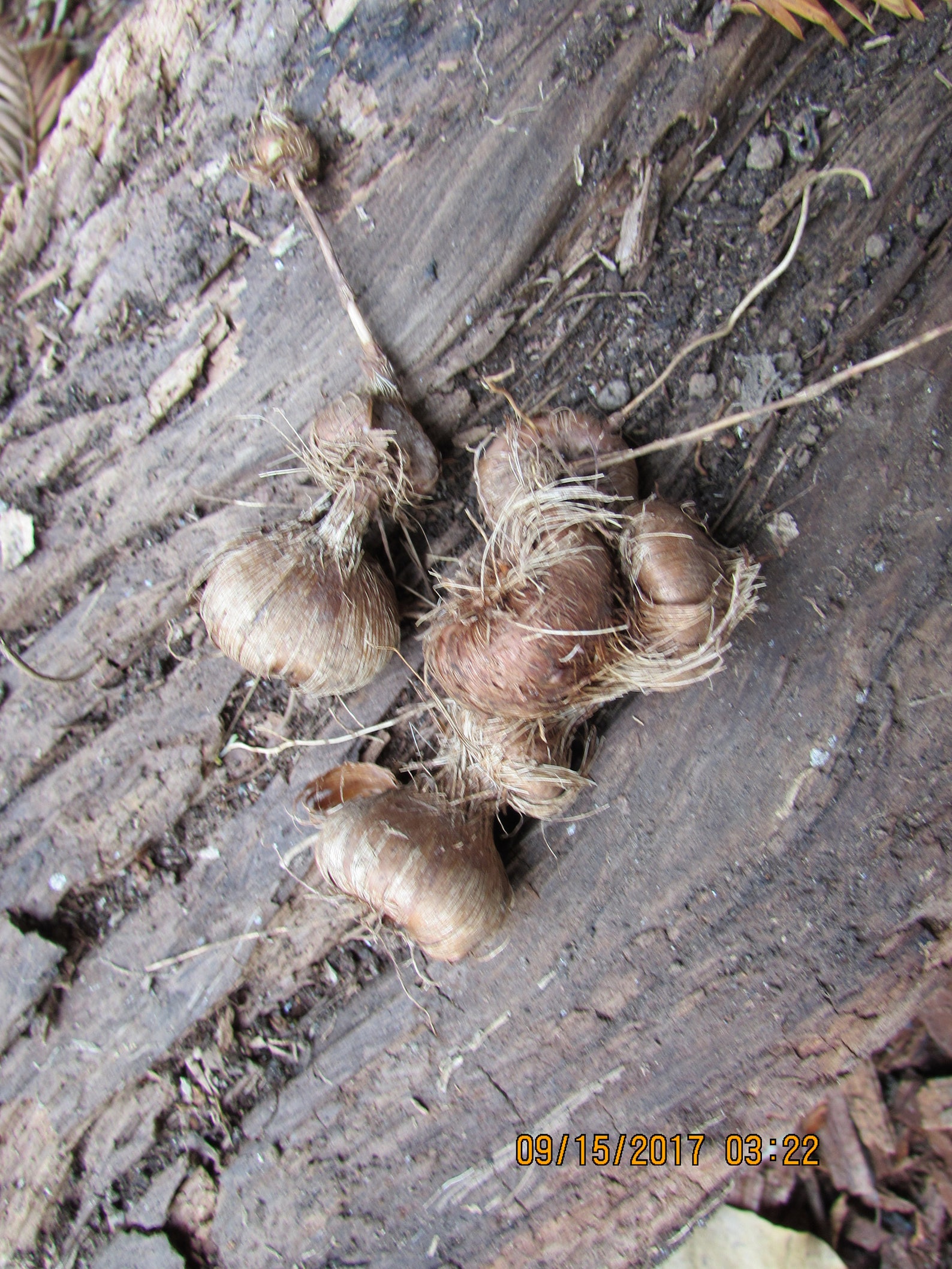 15 Crocosmia Bulbs Corms Orange Flowers Iris Perennials Etsy
