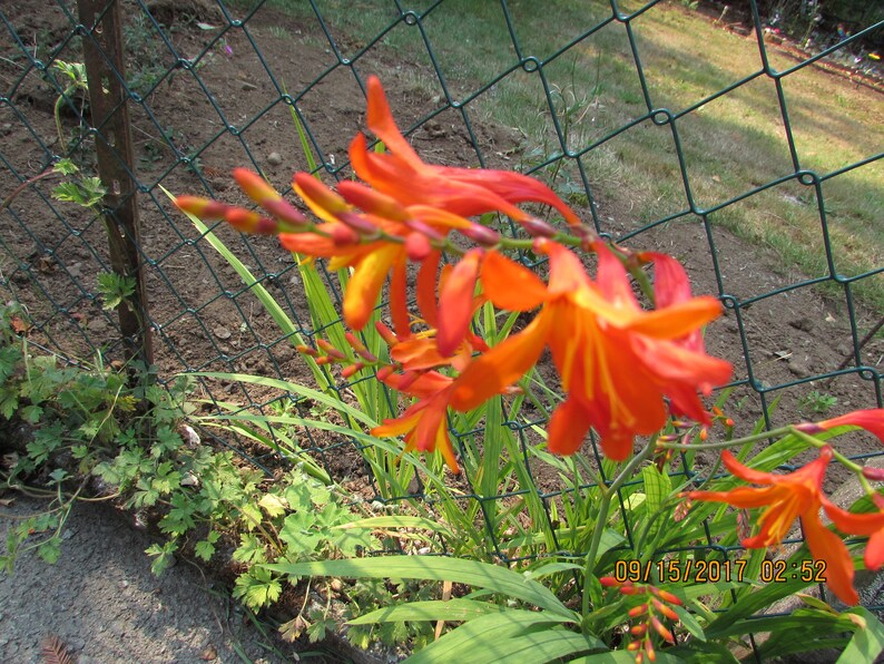 15 Crocosmia Bulbs Corms Orange Flowers Iris Perennials Etsy