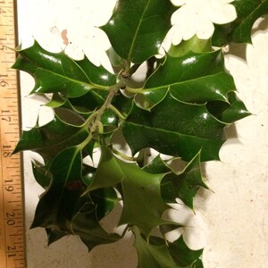 Live Holly Branches Half Pound Berries Pieces Holiday Decorations Wreath Garland Center Piece image 3