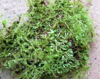 Fern Moss Terrariums Air Plants Fairy Gardens Moss Covered Twigs Northern California Forest Live