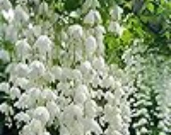 Blooms93 スカイフラワー 多年生 ウィーピング ジャスミン 10粒 ザデン