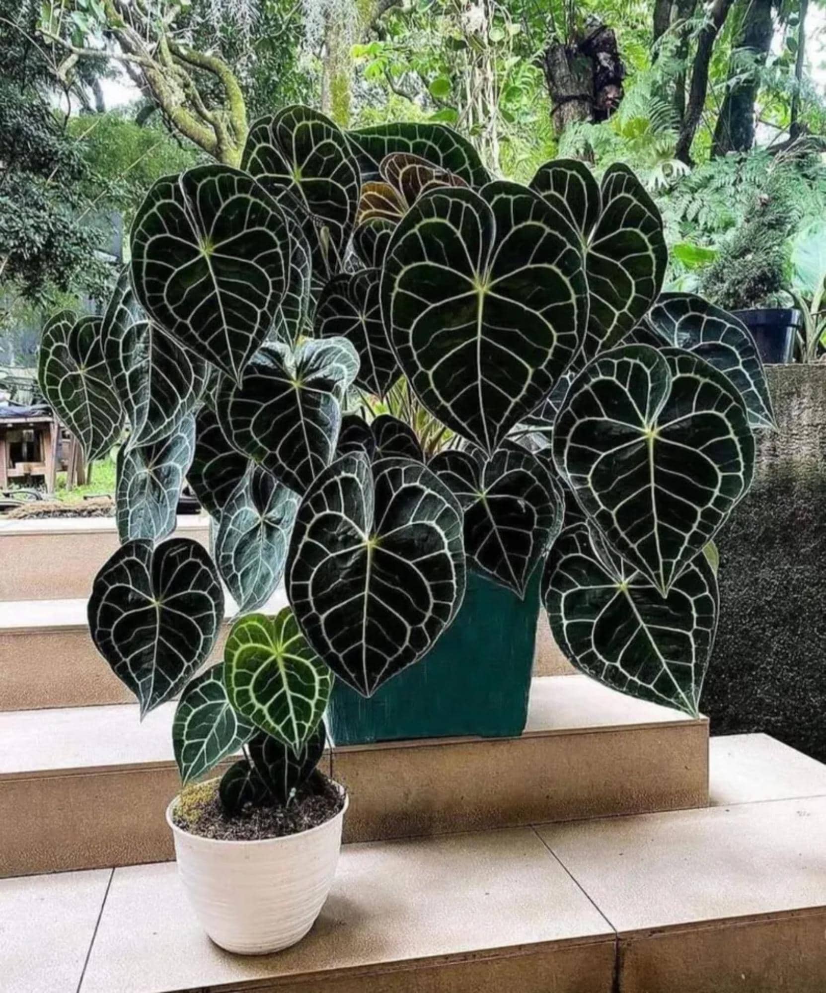 agave nana pflege Agave Stricta Nana  Succulentasia
