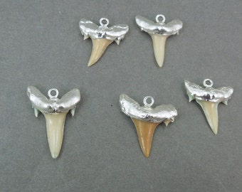 Real Shark Tooth pendant Charm electroplated in Silver Teeth charm S3b11-14 Buy 1, 3 or 5