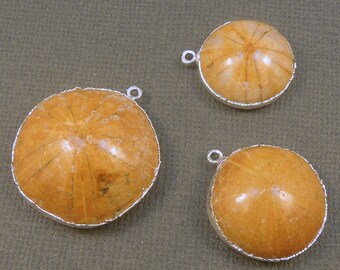 Polierter versteinerter Sand Dollar Anhänger mit Silbereinfassung