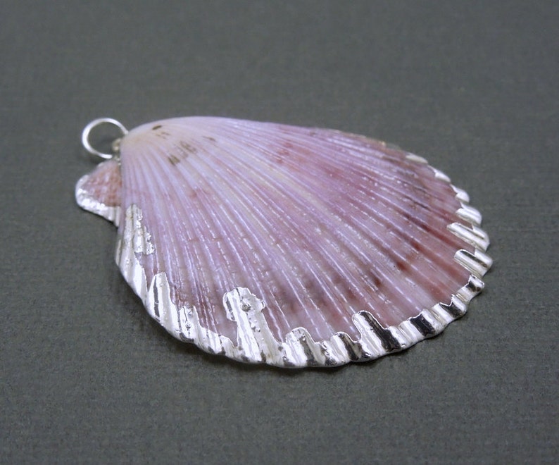 Beautiful Light Purple Seashell With Silver Electroplated Edge Etsy