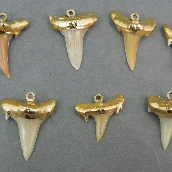 Real Shark Tooth pendant Charm dipped in electroplated 24k gold-- Small Shark Tooth Pendant S3b11-11 Made in the USA