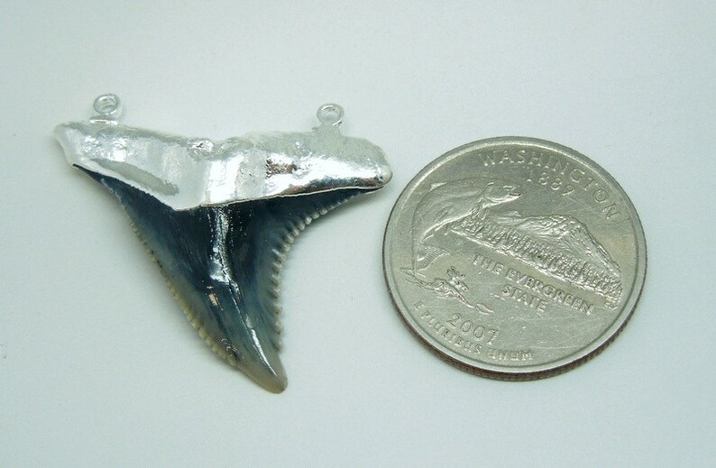 May include: A fossilised shark tooth pendant with silver plating and two jump rings for attaching a chain. The tooth is about the size of a UK 20 pence coin.