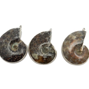 Whole Ammonite Pendant with Electroplated Silver Edge (S82B20-10)
