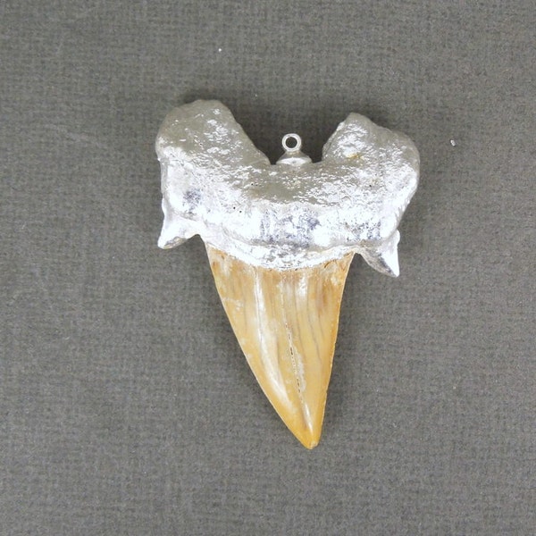 Shark tooth Pendant HANDMADE  Large Fossil Shark Tooth with Silver Electroplated Cap Pendant STUNNING (S3B1-07)