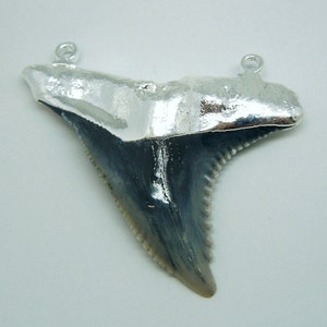 May include: A silver pendant featuring a fossilised shark tooth. The tooth is a dark grey colour with a serrated edge. The pendant has a silver bail for attaching a chain.