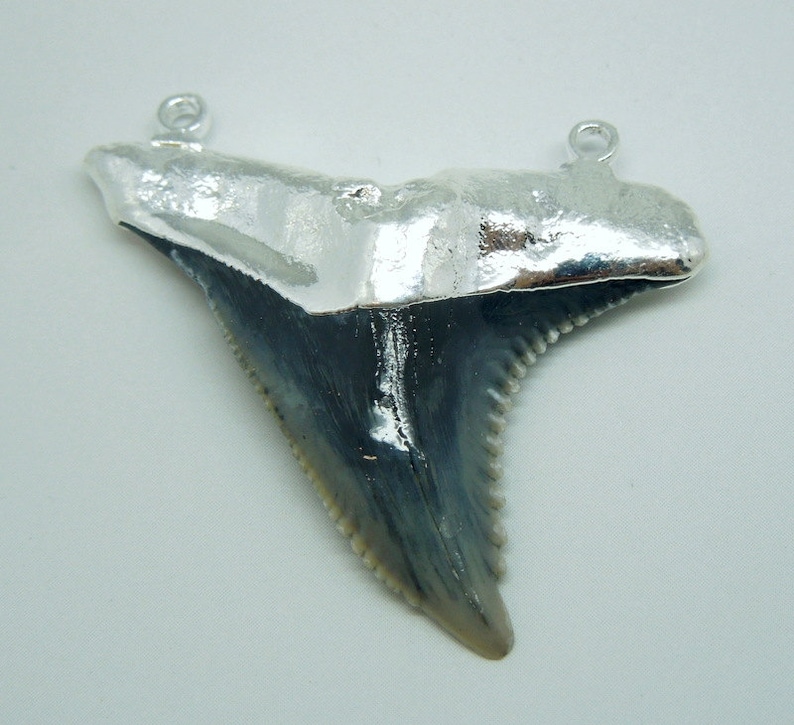 May include: A silver pendant featuring a fossilised shark tooth. The tooth is a dark grey colour with a serrated edge. The pendant has a silver bail for attaching a chain.