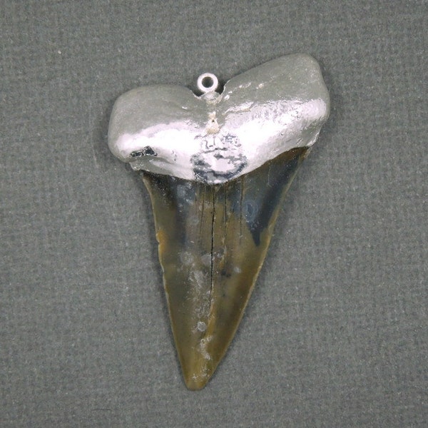Megalodon Ancient Shark Tooth Pendant with Silver Electroplated edging (S-075)