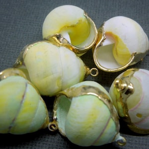 May include: Six small seashells with gold trim. The shells are white with yellow and green accents. They have a hole at the top for hanging.