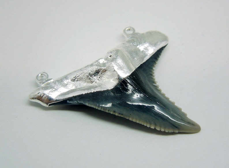 May include: A silver pendant featuring a fossilised shark tooth. The tooth is grey and has a textured surface. The pendant has a silver bail for attaching a chain.