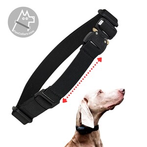 Könnte beinhalten: Schwarzes Hundehalsband mit Metallschnalle und FlexCollars.com-Logo. Das Halsband wird an einem Hund mit schwarzem Halsband gezeigt. Das Halsband ist verstellbar.