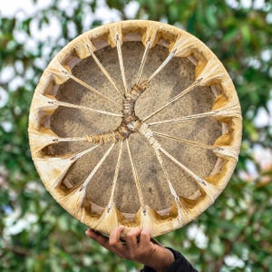 May include: A circular frame drum featuring a light tan rawhide drumhead stretched over a wooden hoop. The drumhead is secured by a series of rawhide lacing strips that radiate from the centre, where they are tightly wrapped into a handle.