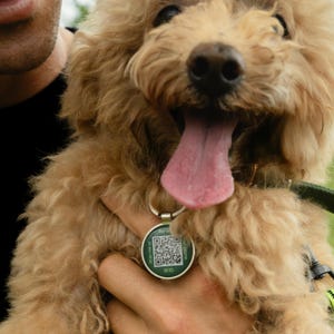 May include: Close-up of a light brown dog with a pink tongue hanging out. The dog wears a green and silver RFID tag with a QR code and the text "Scan me on". The dog is being held by a person.