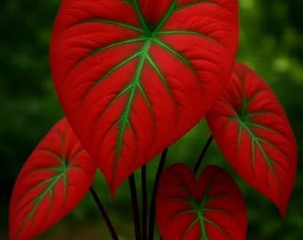 Bulbos de Caladium Scarlet Arrow – 6 plantas de interior de primera calidad, follaje rojo y blanco vibrante, fáciles de cultivar, ideales para hogares, patios y jardines.
