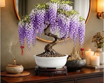 Árbol joven de glicinia para bonsái (planta viva de 1 año). Enredadera de floración rápida para entrenamiento de bonsái. Kit de planta para bonsái de interior/exterior.